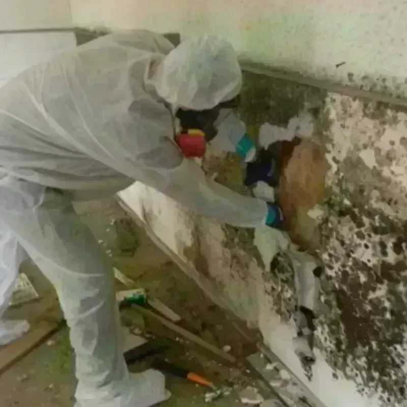 Mold Remediation and Removal in Cienegas Terrace, TX